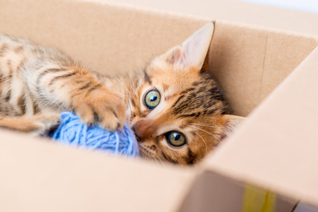 Blazen doneren maat Kittens: Waar u op moet letten bij de aanschaf en opvoeding | Cat's Best