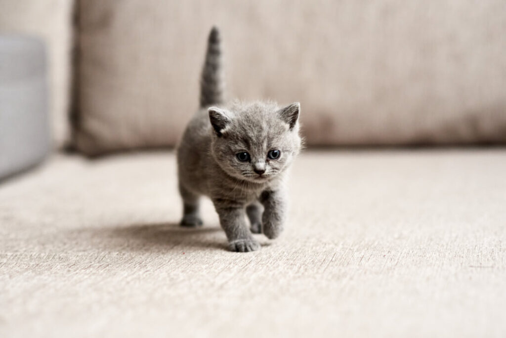 robot Verzending lobby Kittens: Waar u op moet letten bij de aanschaf en opvoeding | Cat's Best