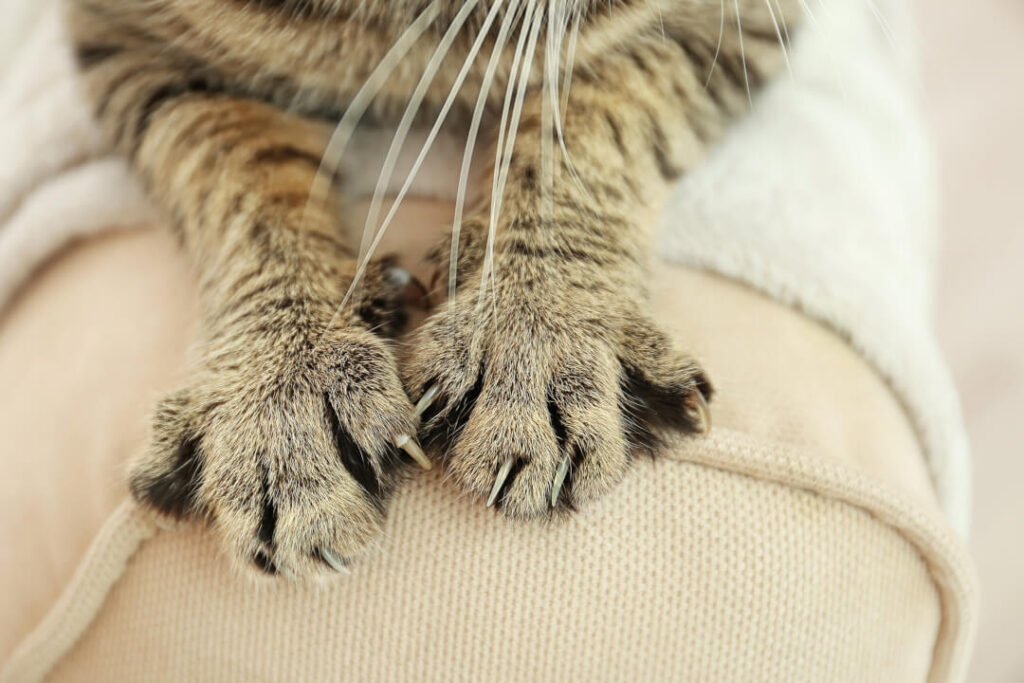 Bedoel pit Neuken Hoe uw kat te trainen om niet te krabben | Cat's Best