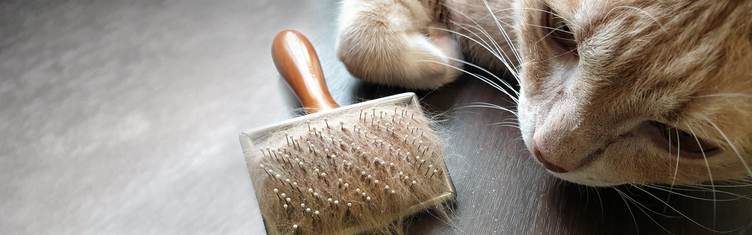 Kat heeft roos oorzaken en behandeling Cat’s Best