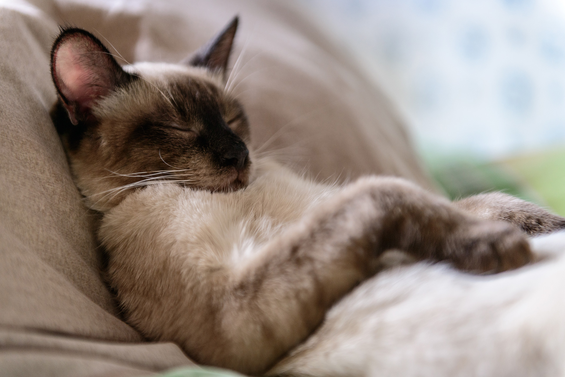 Regelmatigheid gemakkelijk Michelangelo Waar katten slapen en in welke positie? - Begrijpen hoe katten slapen |  Cat's Best