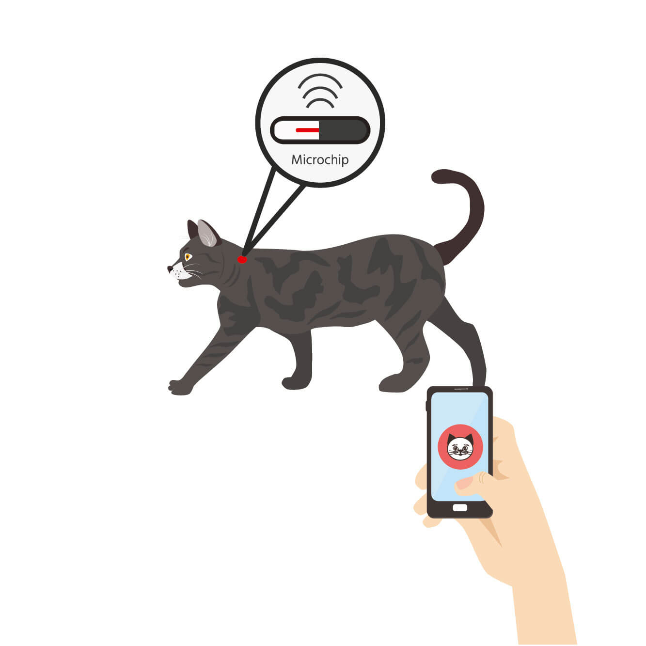Alles wat je moet weten over je kat chippen Cat’s Best