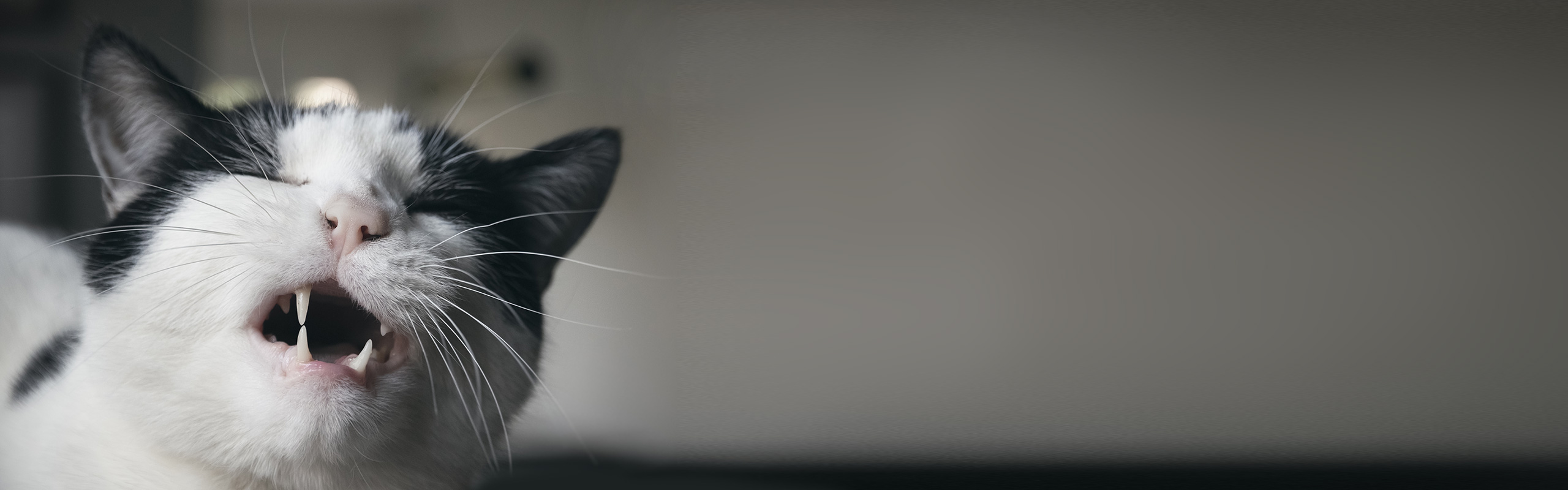 Kat miauwt 