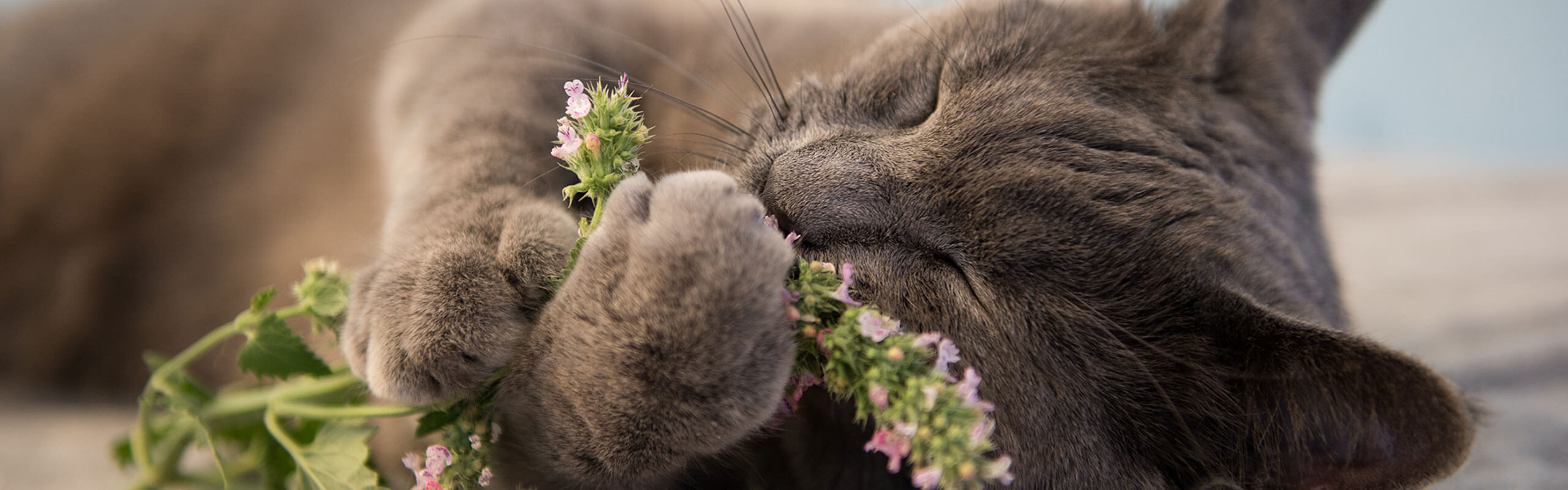 houding Niet genoeg Kan niet lezen of schrijven Kattenkruid voor katten - Alles over de plant en zijn effecten | Cat's Best