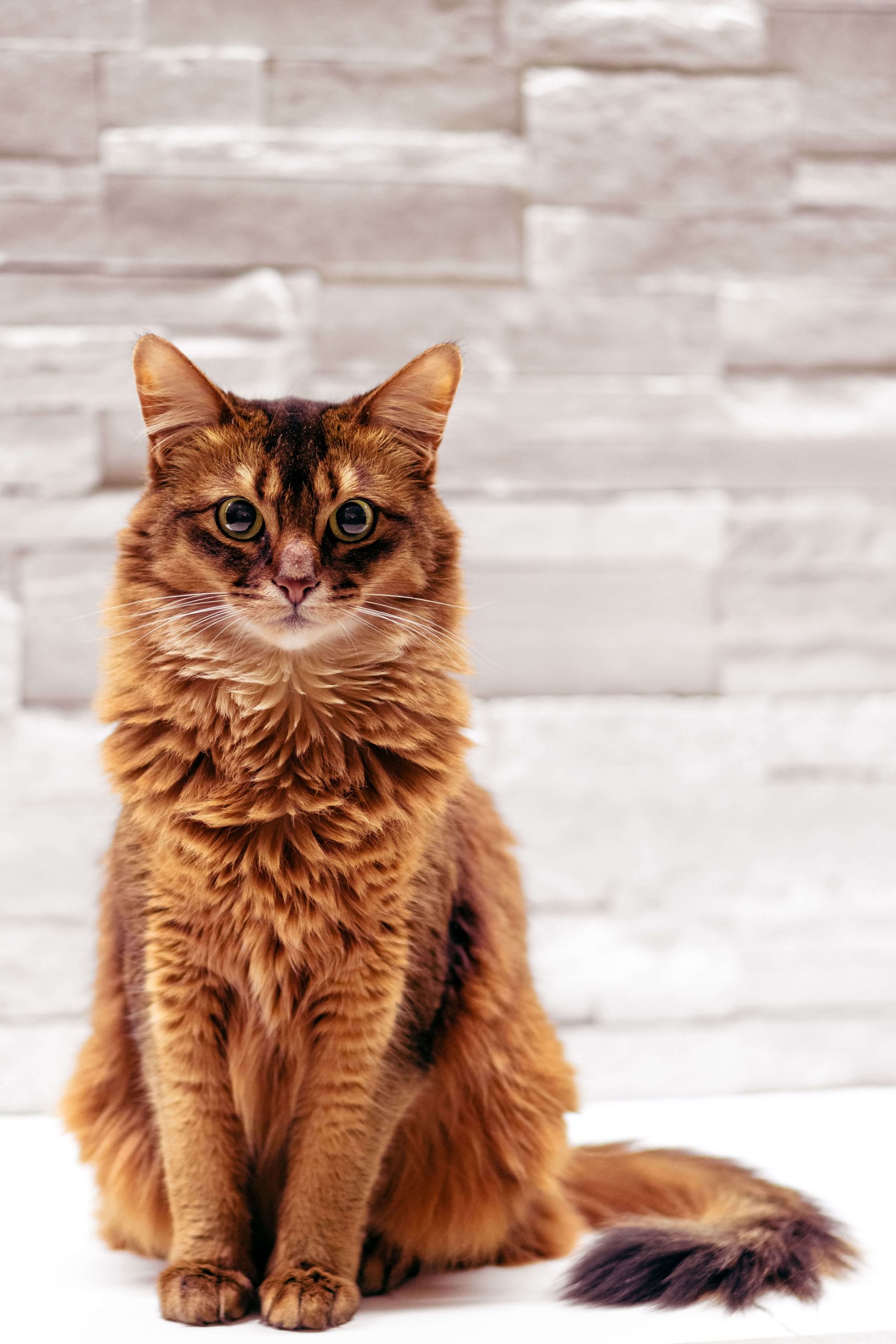 Somalische kat | Cat’s Best