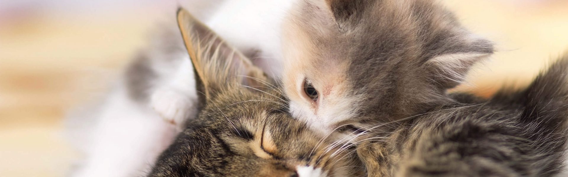 Aanvankelijk drinken Oplossen Zwangere kat | Cat's Best