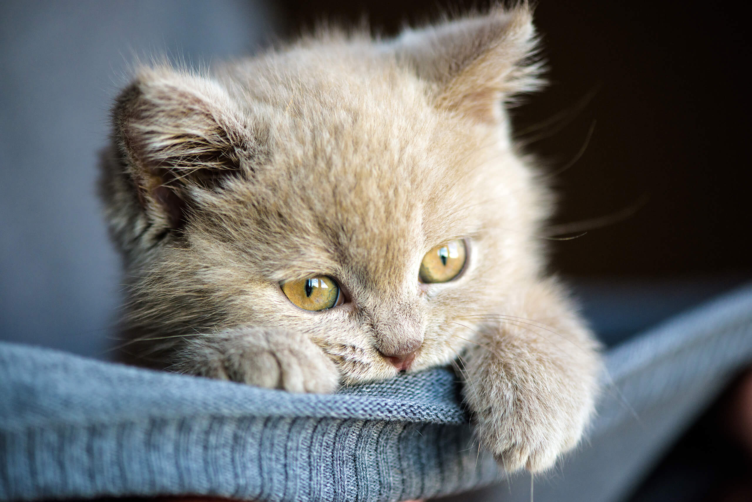verontschuldigen Handelsmerk opslag Kittens: Waar u op moet letten bij de aanschaf en opvoeding | Cat's Best