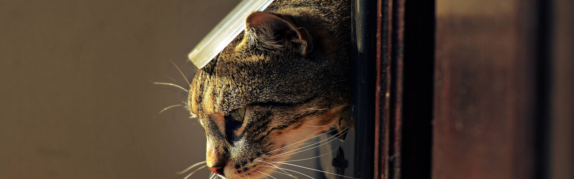 Daarom Krimpen Gevoelig voor Katten laten wennen aan kattenluikjes: Alles dat u moet weten | Cat's Best