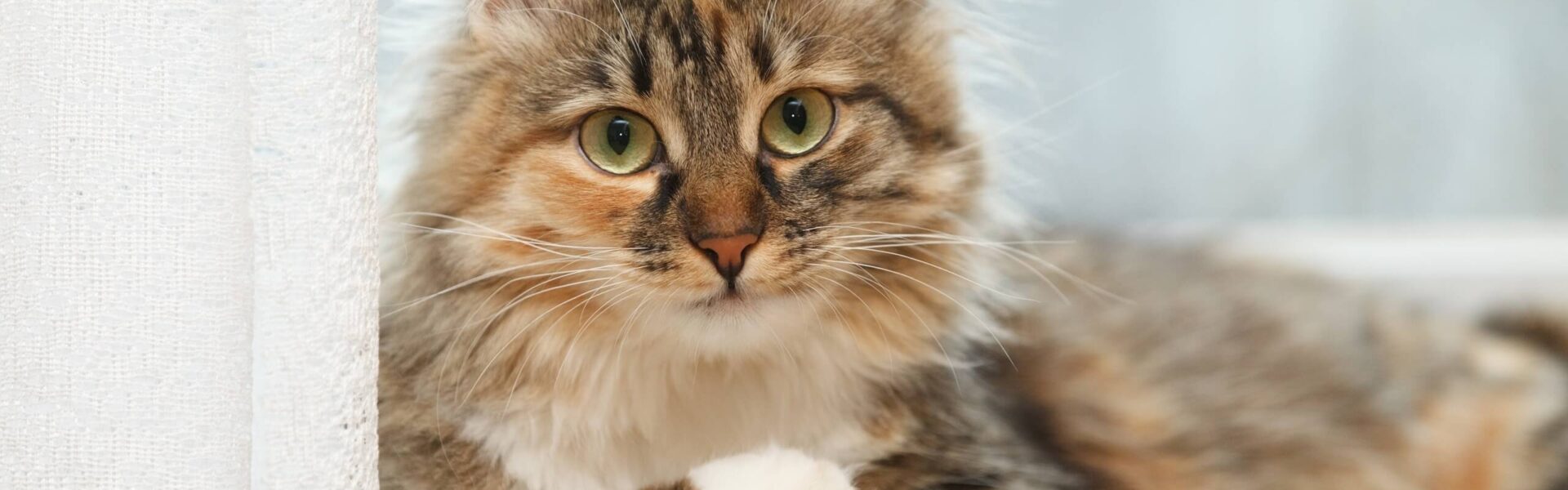 muziek lens vitamine Langharige katten: hoe u voor hun vacht moet zorgen | Cat's Best