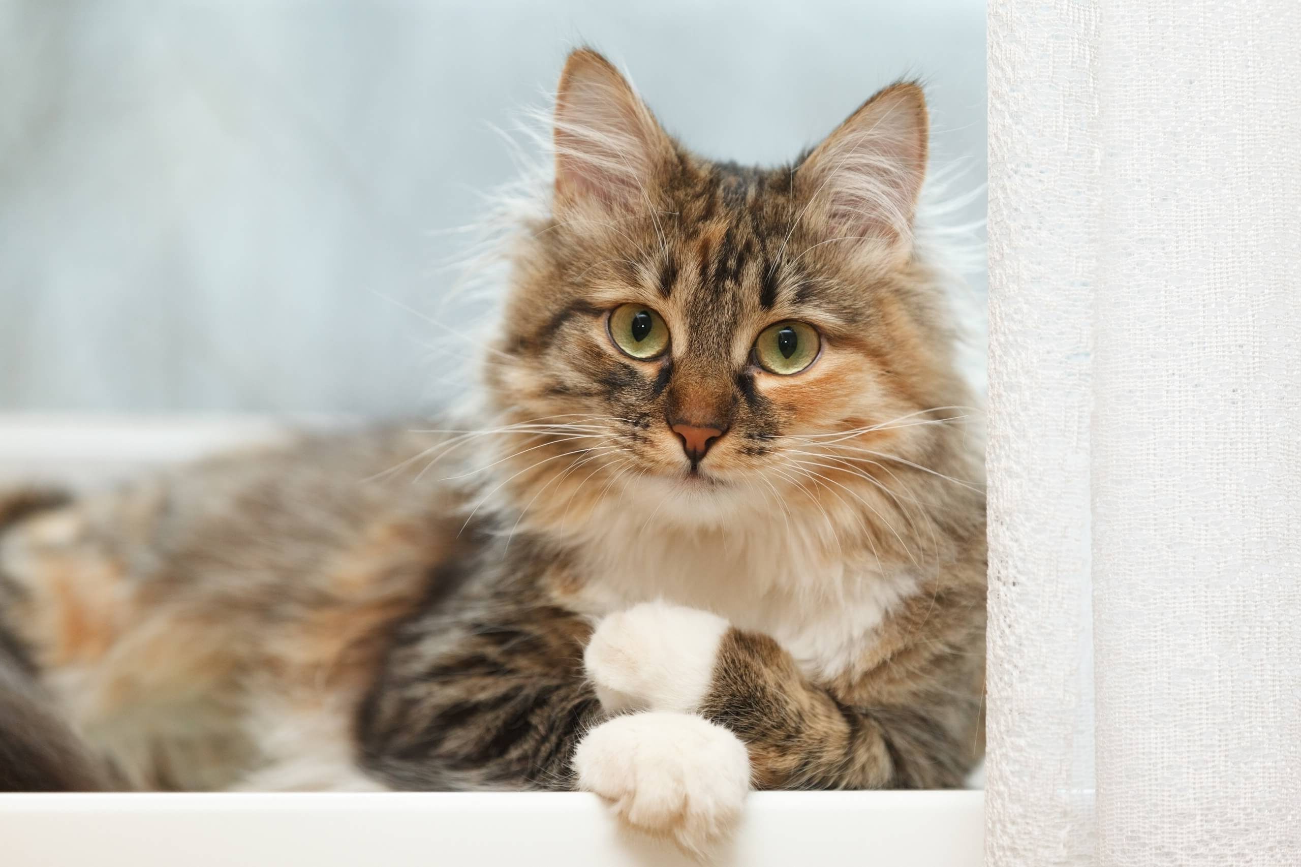 Langharige katten: hoe u hun vacht moet zorgen | Cat's Best